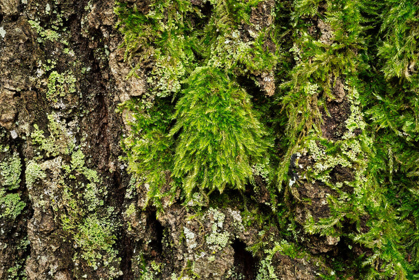 Casca de árvore com musgo, perto de carvalho - Foto, Imagem