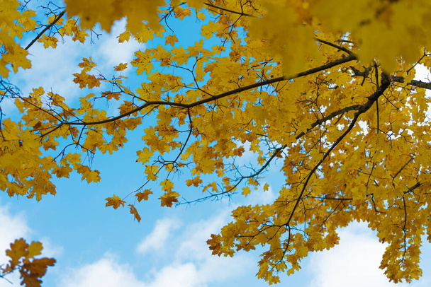 Yellow maple leaves on a tree, against a blue sky, autumn background, there is a place for text - Zdjęcie, obraz