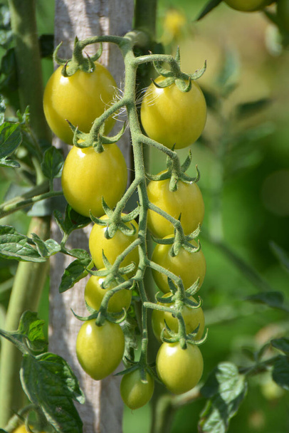 Pomidory są uprawiane na otwartej glebie ekologicznej - Zdjęcie, obraz
