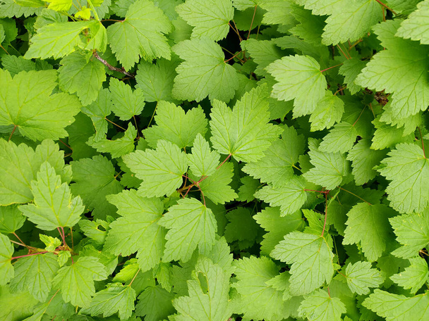Green plant leaves. The background is made of green vegetation. Juicy grass with stems and leaves. Branches of the shrub in the summer - Foto, immagini