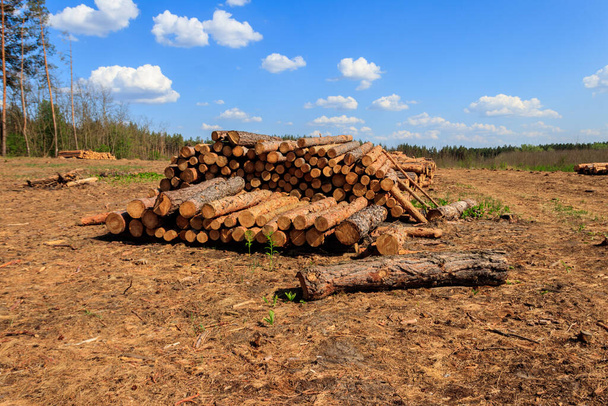 Stacked tree trunks felled by the logging timber industry in pine forest - Photo, Image