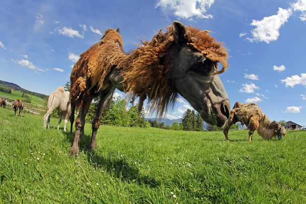 Braunes weibliches baktrisches Kamel mit weißem Jungtier (zweibucklige Kamele)) - Foto, Bild
