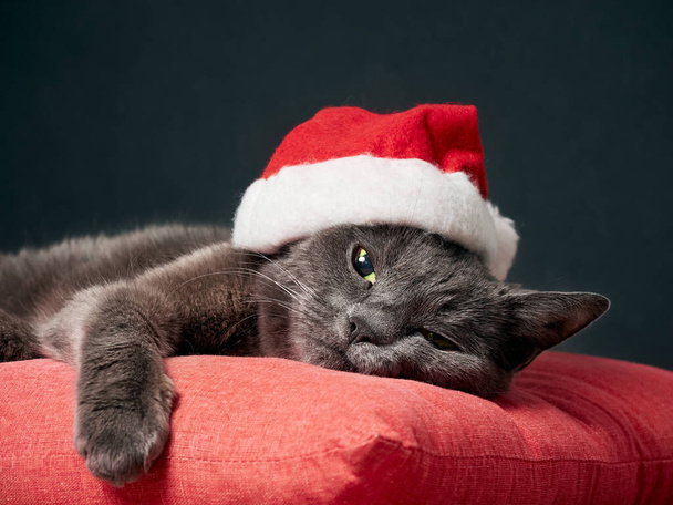 サンタクロースのクリスマスの帽子をかぶって猫を休める - 写真・画像