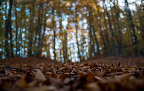 森の葉と森のボケ - 写真・画像
