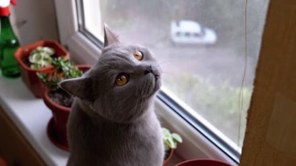 Home Schotse pluizige kat op vensterbank kijkt uit raam. Prachtig dier. - Video