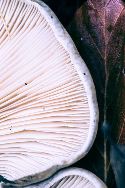 Close Up Of White Gills Underneath Mushroom - Photo, Image
