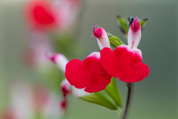 Macro shot of hot lips salvia flowers in bloom - Foto, Imagen