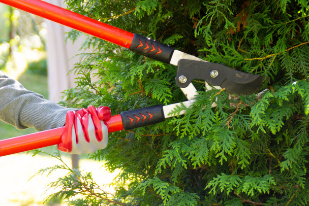 Kädet puutarhasaksilla leikkaa vihreä thuja. Laadukas kuva - Valokuva, kuva