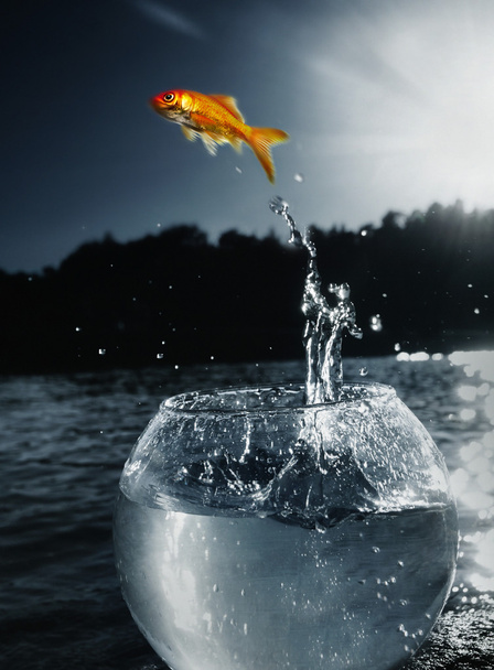 金魚が水から飛び降りる - 写真・画像