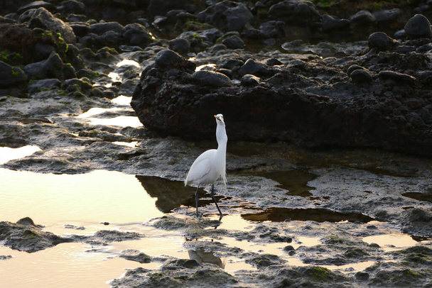 Foto Foto de un pájaro lechuga macho blanco - Foto, imagen