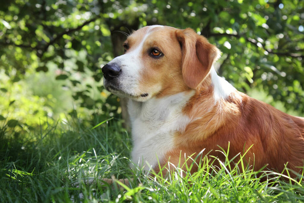 Nahaufnahme Porträt eines entzückenden Haushundes im Garten, Sommerszene. - Foto, Bild