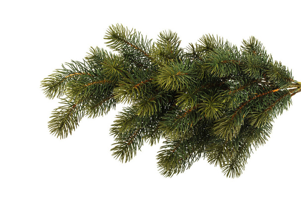 Fir Branch isolated over white background - Photo, Image