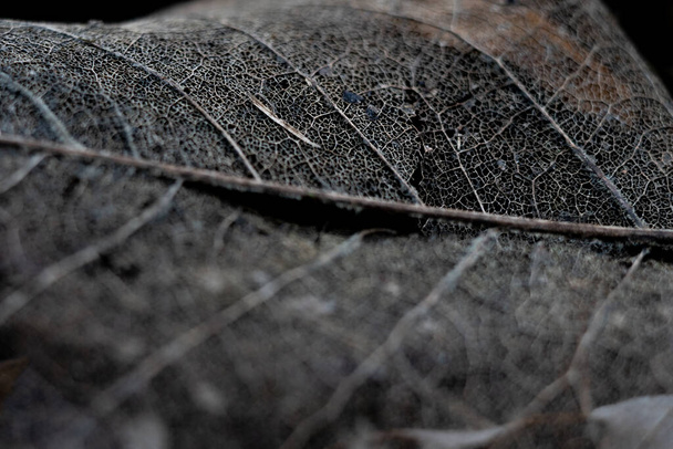 Листя скелет або привид листя впритул в чорно білому
 - Фото, зображення