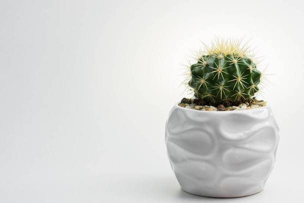 One cactus stands on the right side in a white pot - Photo, Image