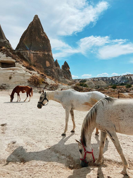Horses at farm in Cappadocia - Φωτογραφία, εικόνα