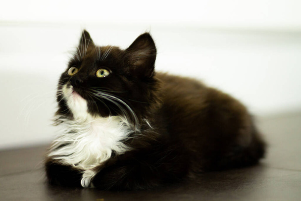 Χαριτωμένο μικρό μαύρο γατάκι με λευκό στήθος και πατούσες και κίτρινα μάτια, ξαπλωμένο σε σκούρο πάτωμα - Φωτογραφία, εικόνα