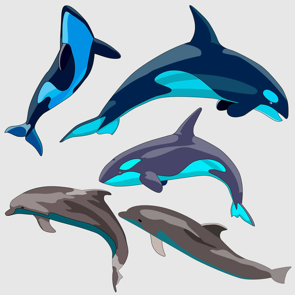conjunto de desenhos de golfinhos, isolados sobre um fundo branco - Vetor, Imagem