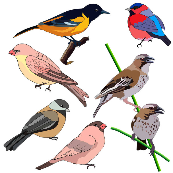 Set di disegni di uccelli a colori, isolati su uno sfondo bianco - Vettoriali, immagini