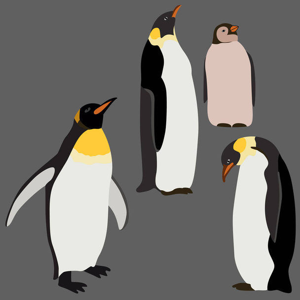set of penguin drawings, isolate on gray background - Vector, Image