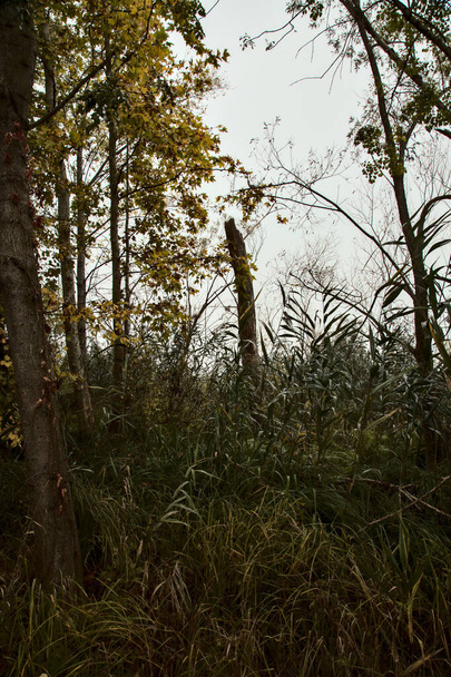 Деревья и тростник у берега реки в туманный осенний день - Фото, изображение