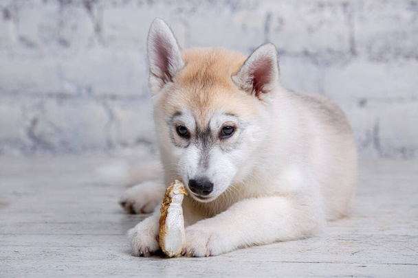 Pequeño cachorro husky siberiano come come delicia natural oreja de res seca en el suelo de madera y el fondo de la pared de ladrillo. Aditivo alimentario para mascotas. Mejora el apetito, fortalece los dientes, mandíbulas y encías. Alimentos para mascotas - Foto, Imagen