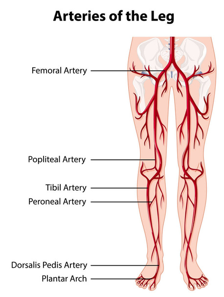 Artérias e veias da perna ilustração - Vetor, Imagem