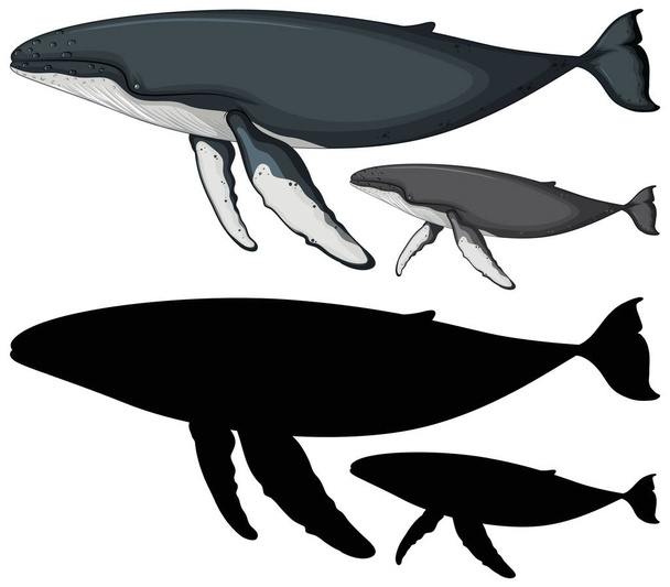 Bultrug walvis karakters en zijn silhouet op witte achtergrond illustratie - Vector, afbeelding