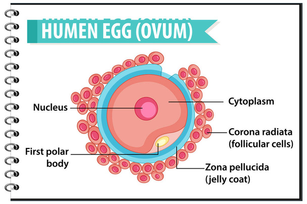 Menselijke Egg of Ovum structuur voor gezondheid onderwijs infographic illustratie - Vector, afbeelding