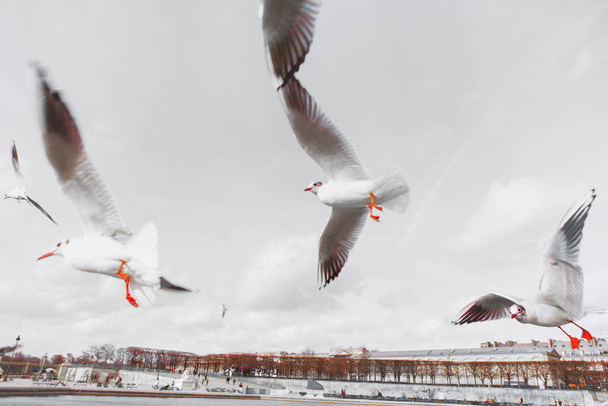 Seagulls flying in Paris . Birds soaring in the city  - Photo, Image