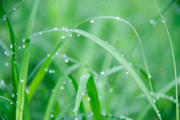 Tropfen auf dem grünen Gras nach dem Regen. Wassertropfen auf die Grasblätter. - Foto, Bild