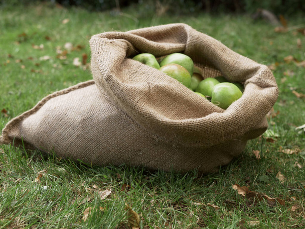 The fresh green apples in a gunny sack in the garden - Foto, afbeelding