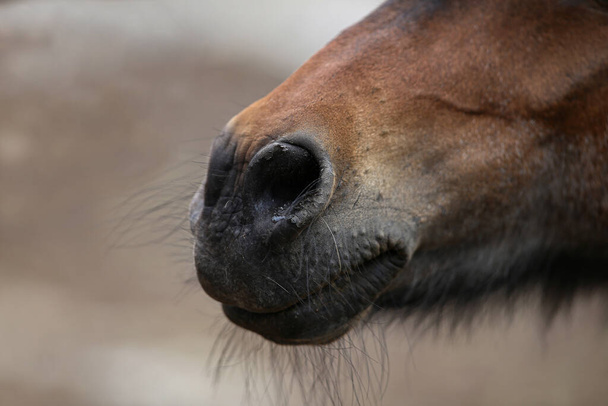 A closeup shot of the head of a horse - Фото, зображення