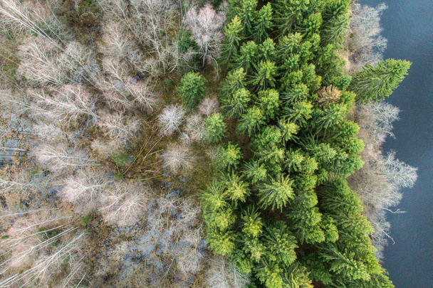 A beautiful overhead shot of a forest - Photo, Image