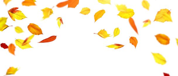 Schöne Herbst Hintergrund mit gelben und roten Blättern. - Foto, Bild