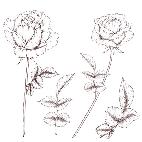 Hand Drawn rose flowers, wedding and home decor elements - Photo, Image