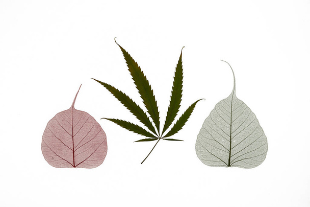 Dried hemp and colorful skeleton leaves decoration isolated on white background - Foto, imagen