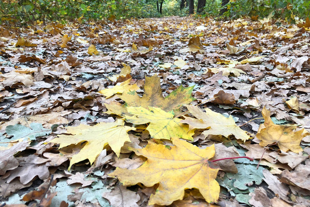 велике різнокольорове кленове листя лежить на пішохідній доріжці в лісі. Зміна пори року. Осінні активності на відкритому повітрі
. - Фото, зображення