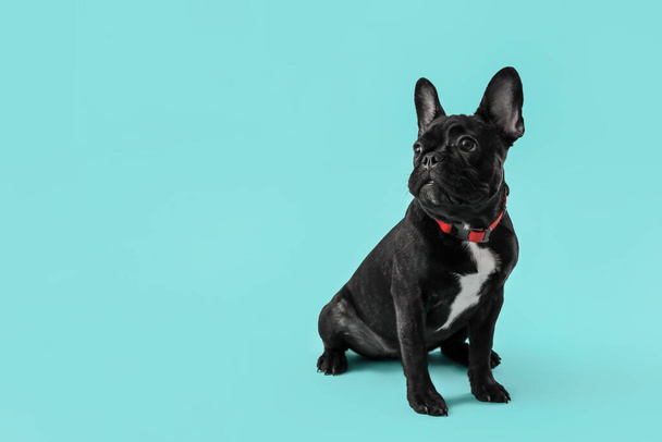 Cute funny dog on color background - Foto, imagen