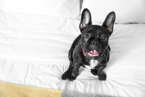 Cute zabawny pies na łóżku - Zdjęcie, obraz
