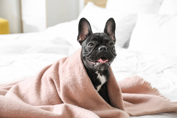 Милая смешная собака, завернутая в одеяло на кровати - Фото, изображение
