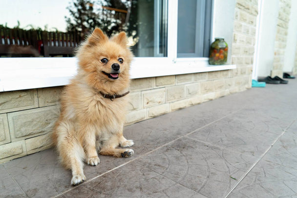 Pomeranian with yellow fur sitting near the dwelling house, facade and window on the back - Foto, afbeelding