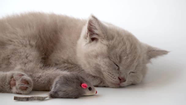 Yavru kedi tatlı tatlı uyuyor ve yanında bir oyuncak fare yatıyor. Safkan İngiliz kısa hava kedisi, duman rengi.  - Video, Çekim