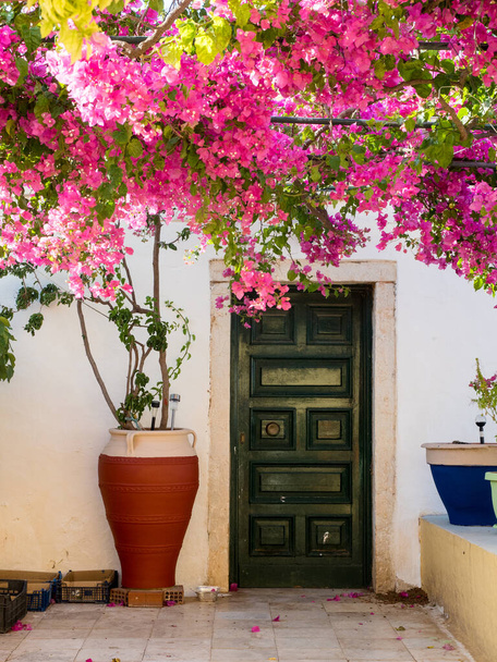 Περιπλανώμενη παλαιοκαστρίτσα στο ελληνικό νησί του Corfu ένα χρυσό καλοκαιρινό απόγευμα. - Φωτογραφία, εικόνα