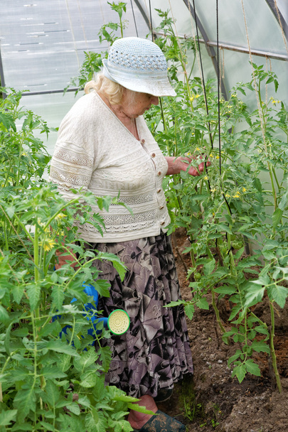 The old woman in a hothouse waters tomatoes - Photo, Image
