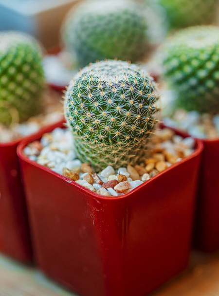 Pieni kaktus kukka kaksinkertainen potti kaunis luonnonvalo - Valokuva, kuva
