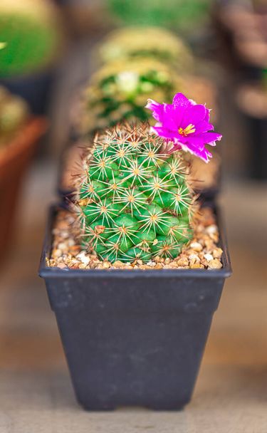 Маленький кактус в цвету двойной горшок с красивым естественным освещением - Фото, изображение