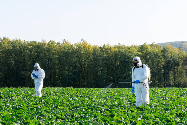 Farmers and Agronomist spraying pesticide on field with Harvest. - Photo, Image