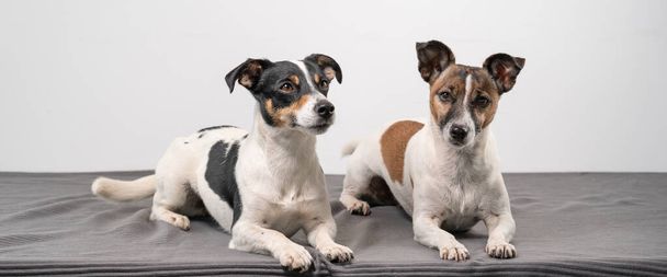 Two brown, black and white Jack Russell Terrier posing in a studio, in full length , copy space, banner or social media. - Foto, imagen