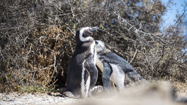 Ζευγάρι των όμορφων πιγκουίνων που διαμένουν ελεύθερα σε ένα φυσικό εθνικό πάρκο στη βόρεια Παταγονία κοντά στην πόλη του Puerto Madryn στην Αργεντινή. Παγκόσμια κληρονομιά της UNESCO ως φυσικό πάρκο σε μια καλοκαιρινή μέρα. - Φωτογραφία, εικόνα