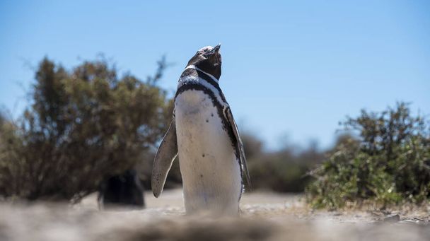 Hermoso pingüino aislado que habita libre en un parque natural nacional en la Patagonia norte cerca de la ciudad de Puerto Madryn en Argentina. Unesco Patrimonio de la Humanidad como parque de reserva natural en un día de verano. - Foto, imagen